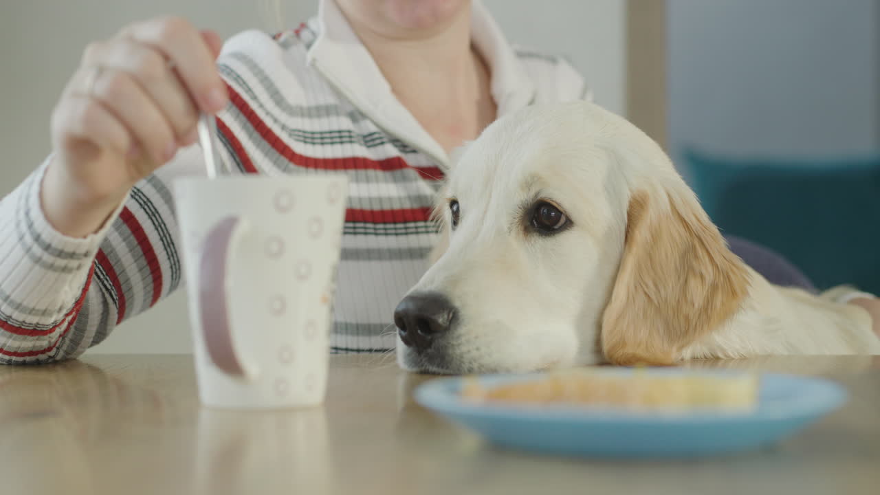 여자 와 개 가 아침 식사를 즐기고 있다