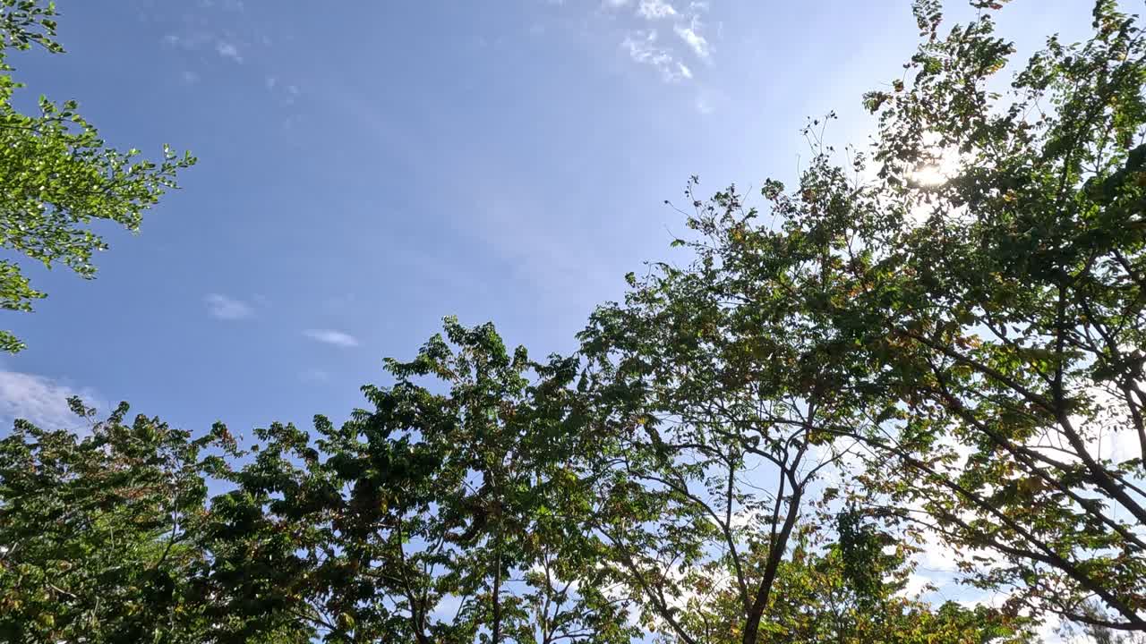 빛은 움직이는 나무 잎을 통해 필터링됩니다.