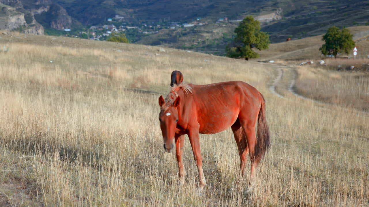 Cavalli in un campo