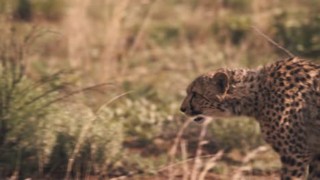 prowling cheetah walking in african savannah bushes, looking for prey