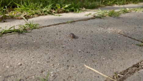 Armadillidiidae-on-it’s-back-flips-over-and-runs-over-concrete-slabs