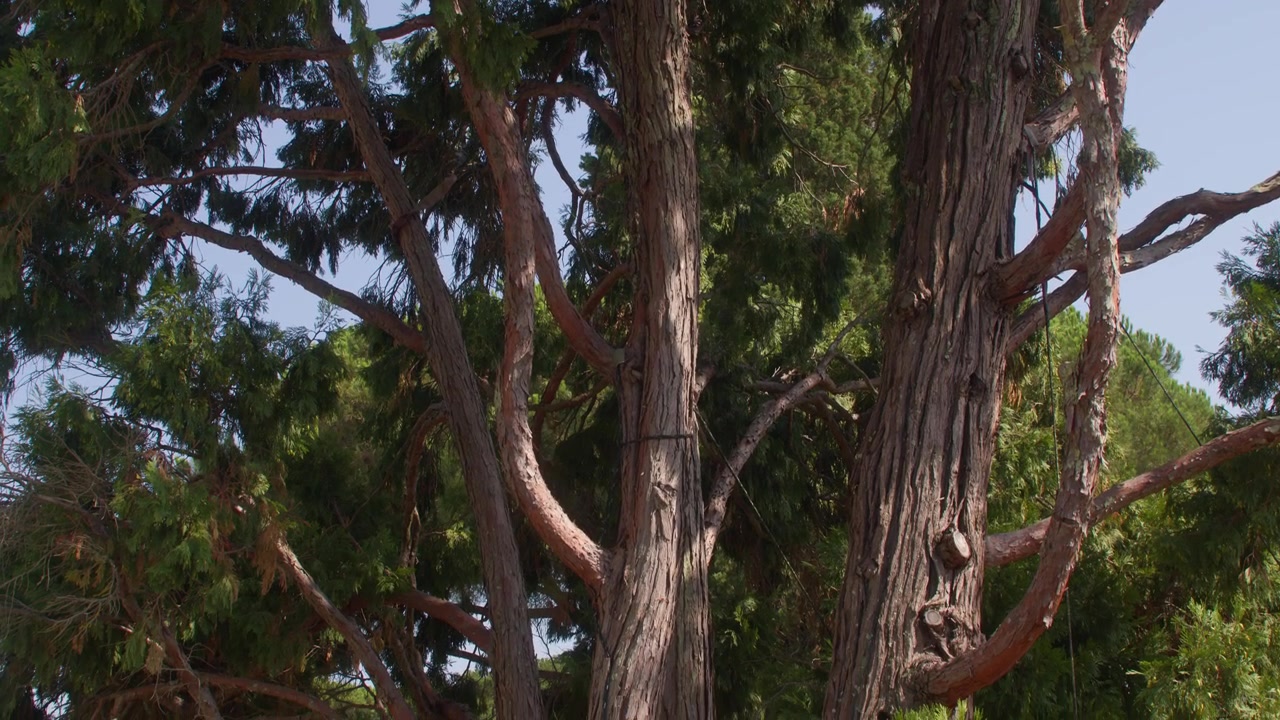 Lenta panoramica verso il basso di un grande albero antico con corteccia ruvida in un giardino soleggiato