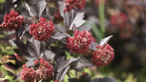 arbusto de hojas púrpura oscura con bayas rojas
