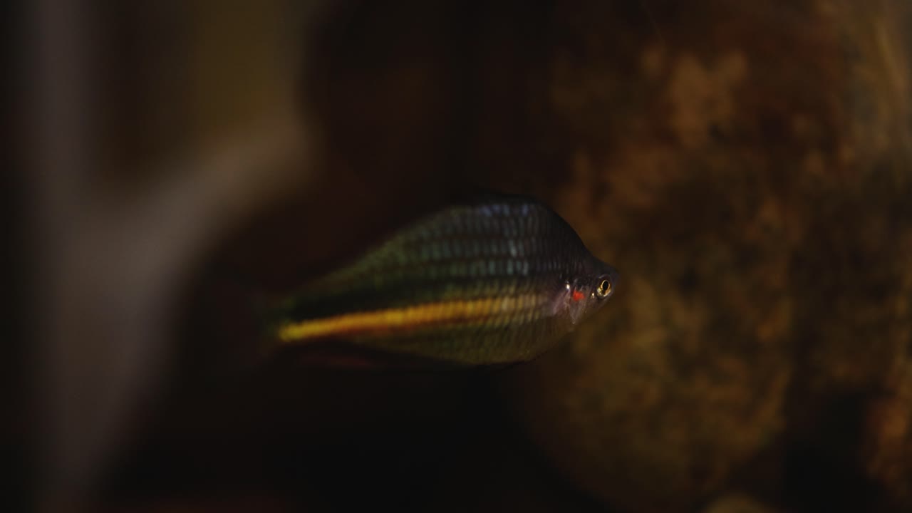 un pez nadando en un arroyo del bosque