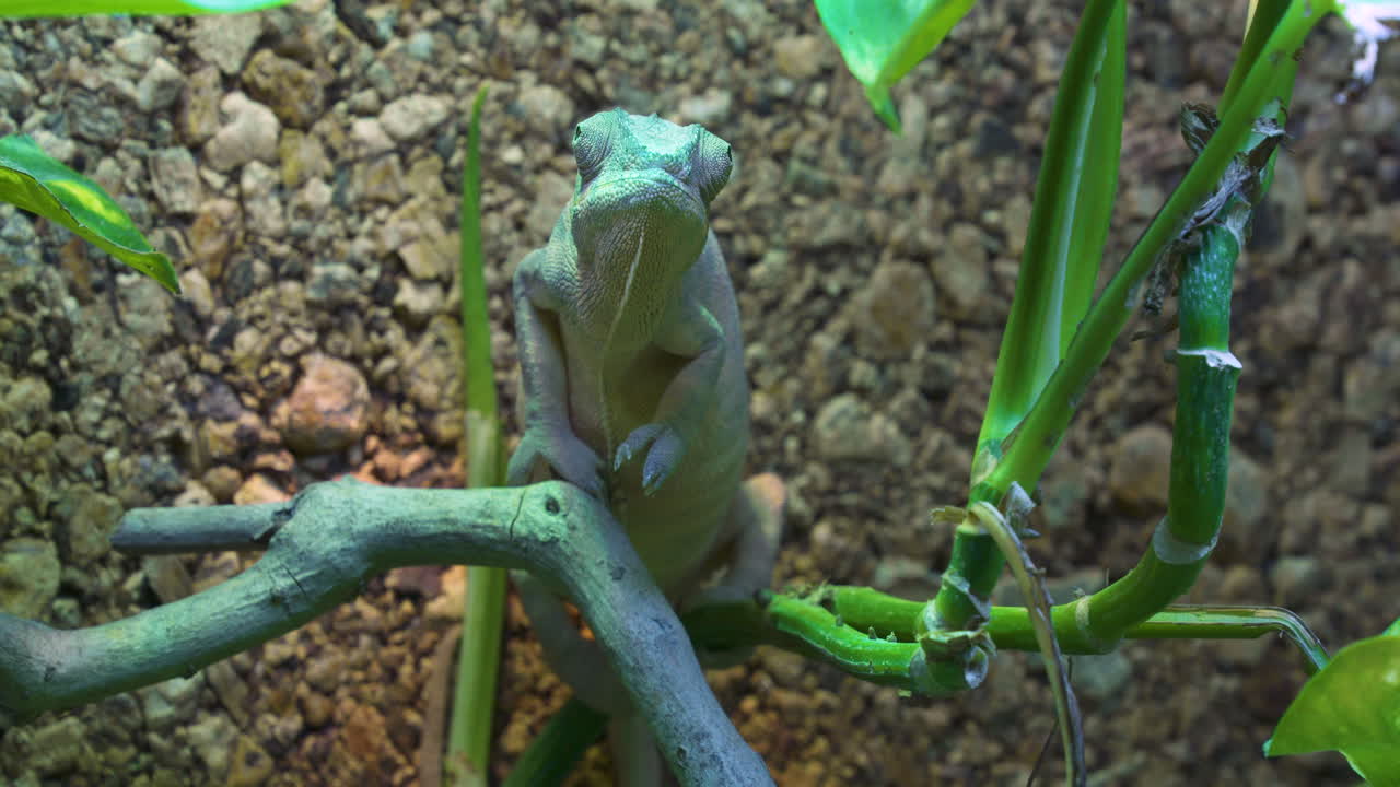 암컷 표범 카멜레온이나 퍼시퍼 파르달리스(furcifer pardalis)는 곤충을 찾아 나뭇잎 사이로 기어 다닙니다.