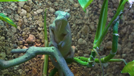 Un-Camaleón-Pantera-Hembra-O-Furcifer-Pardalis-Se-Arrastra-A-Través-De-Las-Hojas-En-Busca-De-Insectos