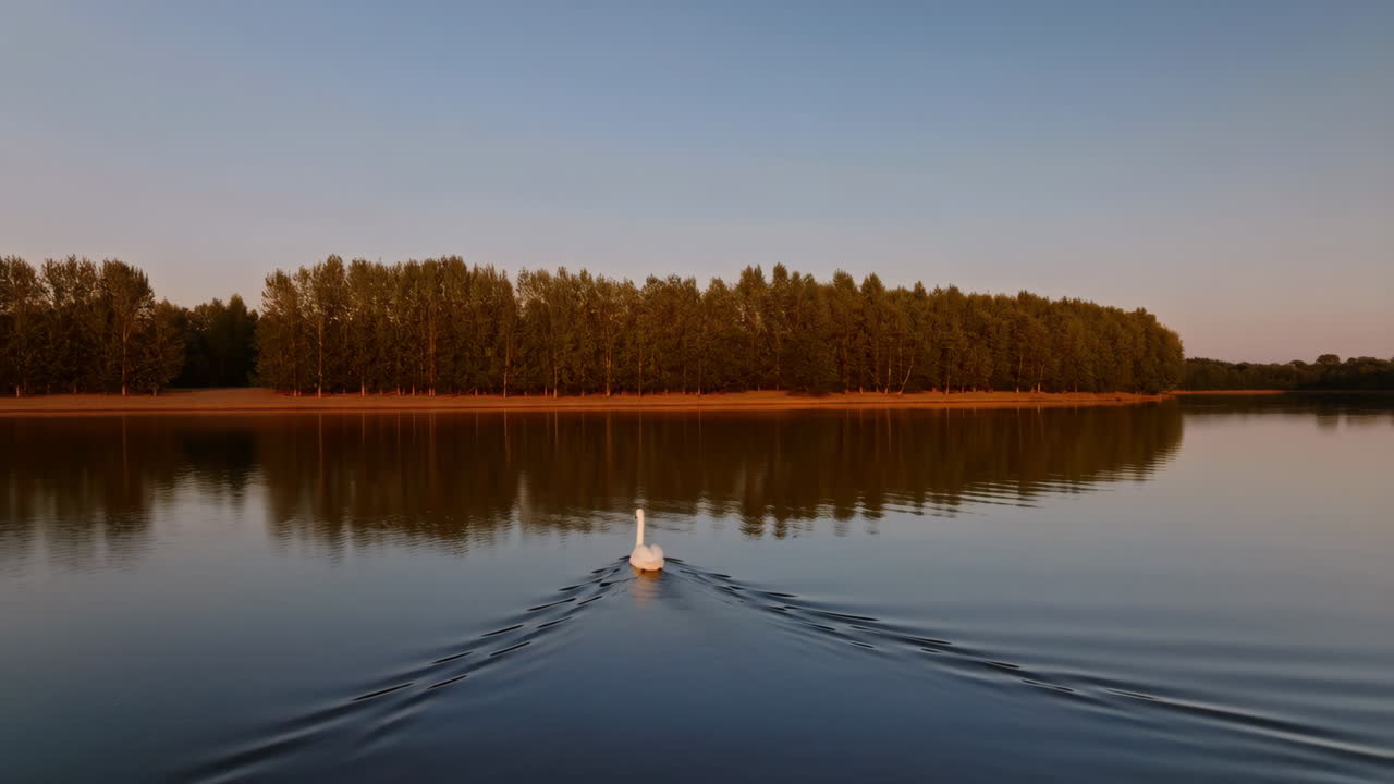 Swan swimming on a calm lake with reflections of trees