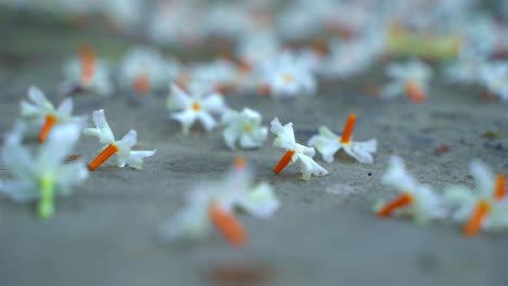 El-Jazmín-Nocturno,-La-Flor-Seuli-O-Shefali-Es-La-Flor-Símbolo-Del-Festival-Saradiya-O-Durga-Puja-En-La-Temporada-De-Otoño