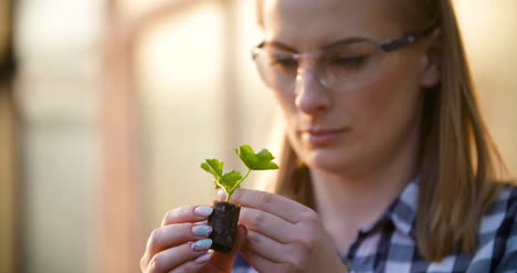 close up of scientist or researcher looking at young plant and examining plant 3