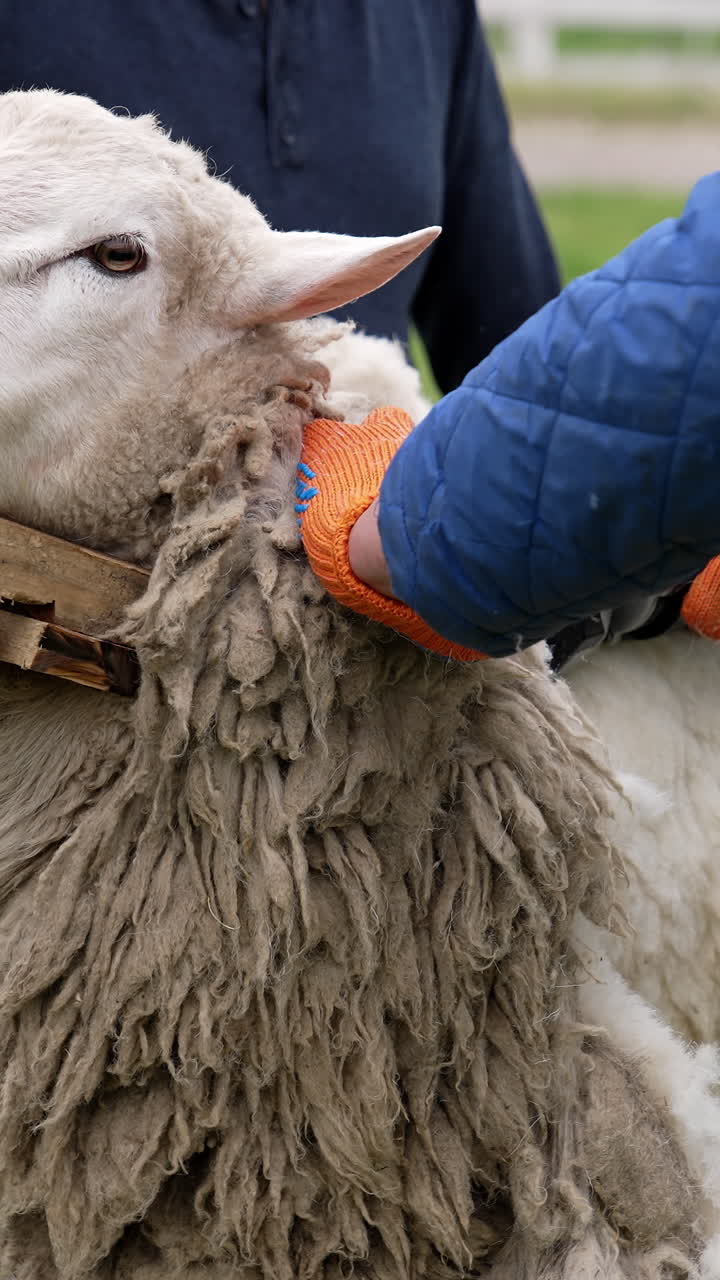 Shearing white sheep. Farmers working on a sheep farm for wool production. Electric clipper cutting adult sheep outdoors. Vertical video