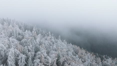 Fpv-über-Mit-Weißem-Schnee-Bedeckte-Bäume-Im-Bucegi-Wald,-Rumänien