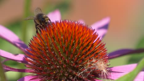 Honeybee-collecting-sweet-pollen-of-pretty-red-blooming-flower-in-wilderness---macro-close-up-of-bee-gathering-nectar-during-spring-and-sunlight