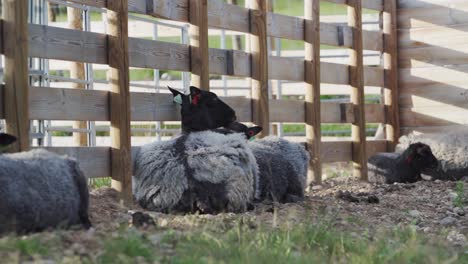 black sheep livestock in a wooden pen during daytime