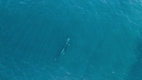 Ballena-Franca-Austral-Nadando-Bajo-La-Superficie-Del-Mar-Azul-Con-Rayos-De-Sol-En-Patagonia,-Argentina