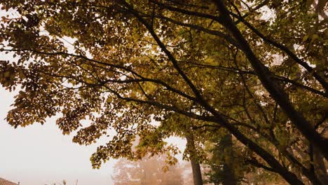 Blätter-Bei-Halloween-Wetter-In-Muskegon