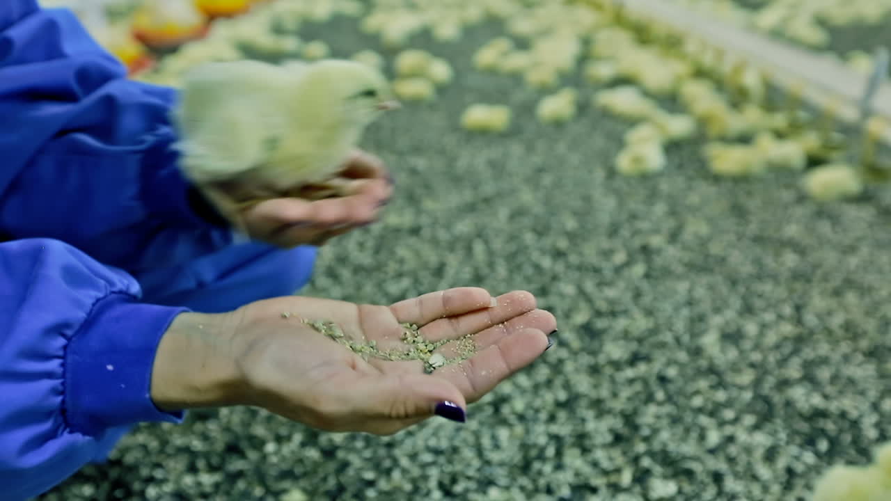 Little chick in the hand of man on farm