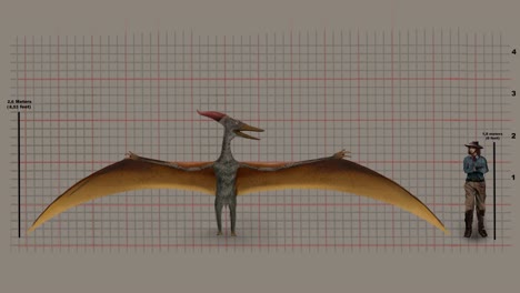 Height Of Pteranodon Compared To Man&#039;s Tallness Against Grid
