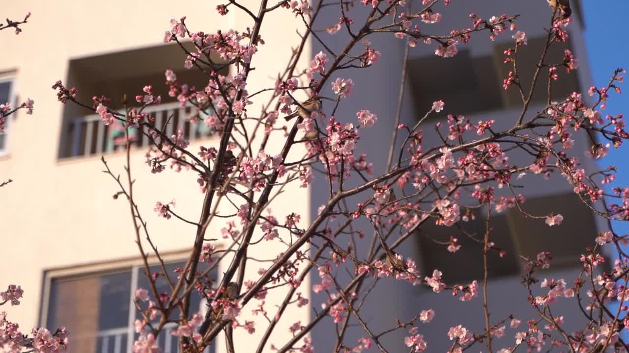 Molti piccoli passeri radunati su un albero di Sakura, che mangiano i boccioli
