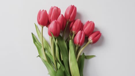 Video-Eines-Straußes-Roter-Tulpen-Mit-Kopierraum-Auf-Weißem-Hintergrund