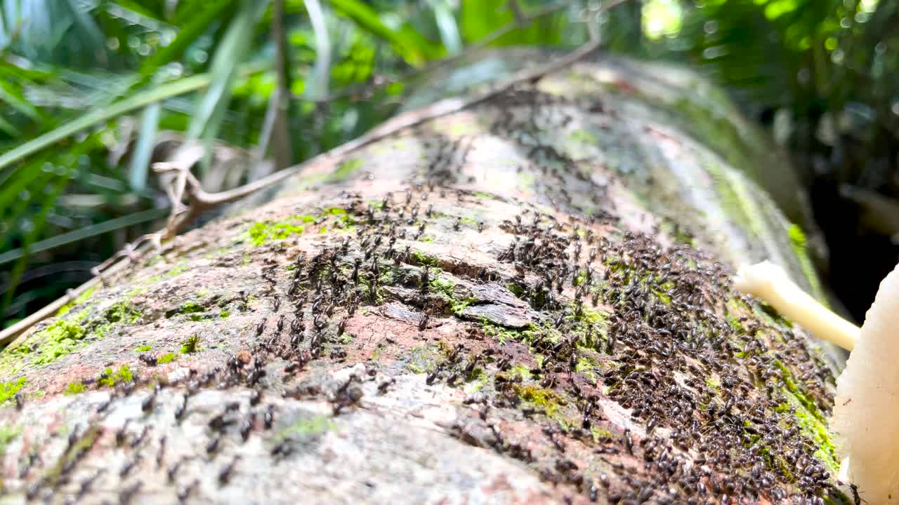이끼로 뒤덮인 쓰러진 줄기 위로 흰개미 떼