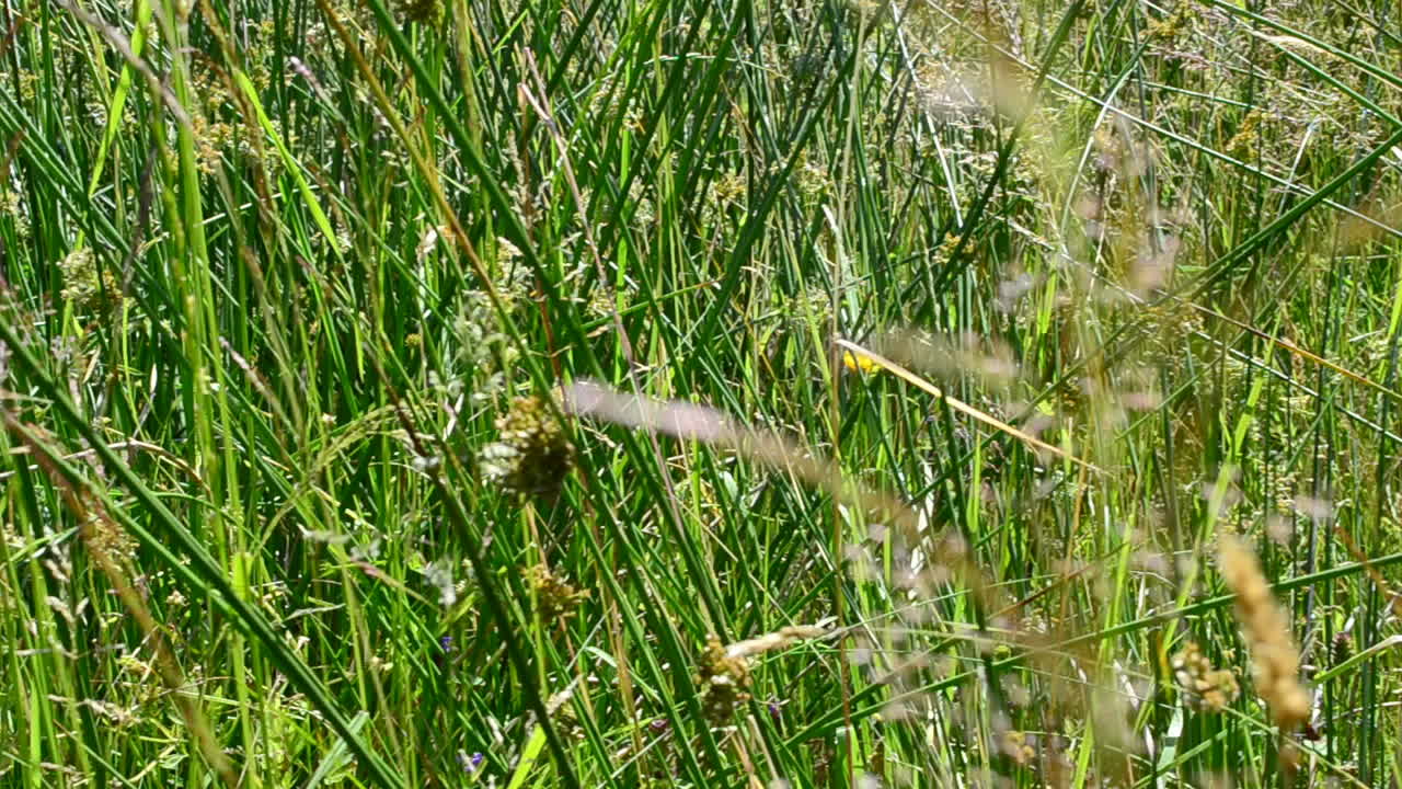 Græs på marken. Græs og blomster.