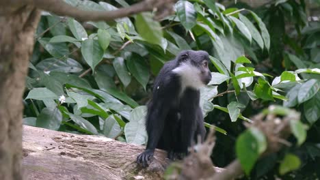 L'Hoest's-Monkey,-Or-Mountain-Monkey,-Sitting-On-A-Tree-Log-In-The-Forest