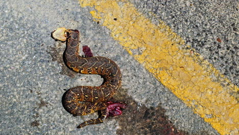 flies swarm around dead puff adder roadkill next to yellow line on highway