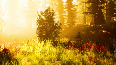 Helles-Licht-Fällt-In-Den-Dunklen-Wald