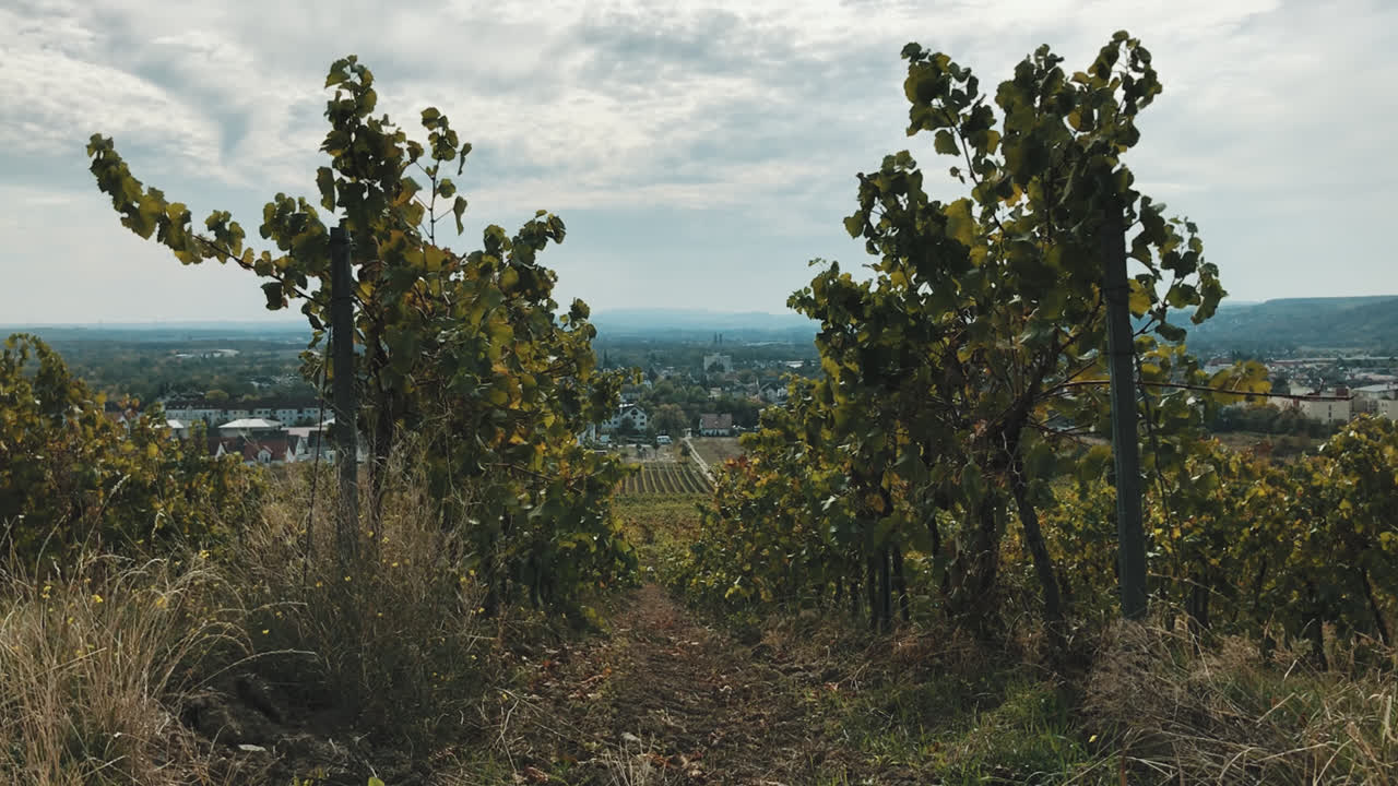 View over a vineyard