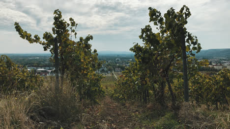 view over a vineyard