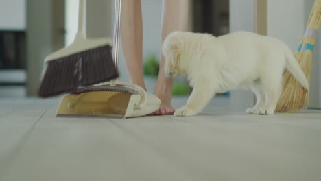 a mischievous puppy runs at the feet of the owner, who is sweeping the floor in the house