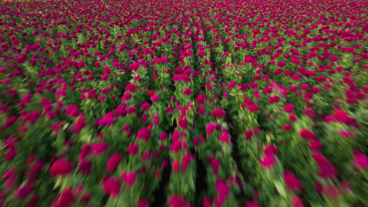 imágenes fpv de un avión no tripulado de una plantación de flores
