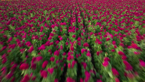 imágenes fpv de un avión no tripulado de una plantación de flores