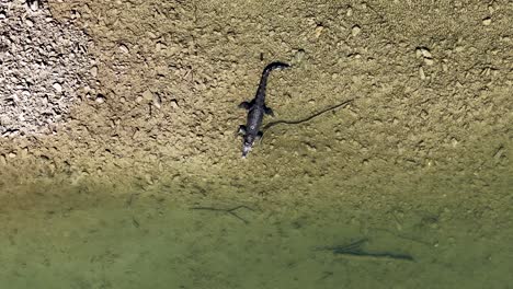 aerial view of a saltwater crocodile near a riverbank in port douglas, showcasing its natural habitat and behavior