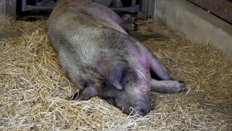 medium shot of hog asleep in straw bedding