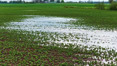 an agricultural field submerged under water, showing the effects of flooding on farmland.