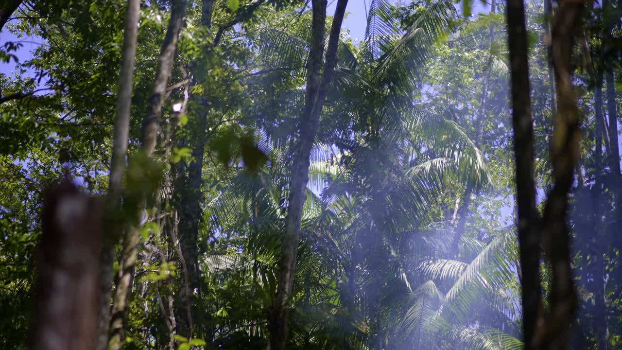Smoke in a Lush Tropical Forest