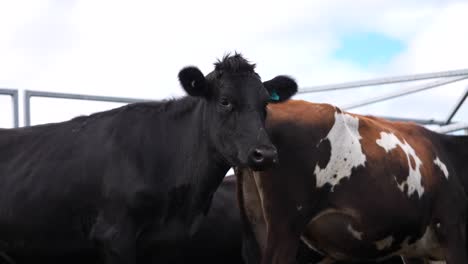 Vaca-Novilla-Negra-De-Aspecto-Saludable-Con-Orejas-En-Posición-De-Alerta,-Corral-De-Ganado