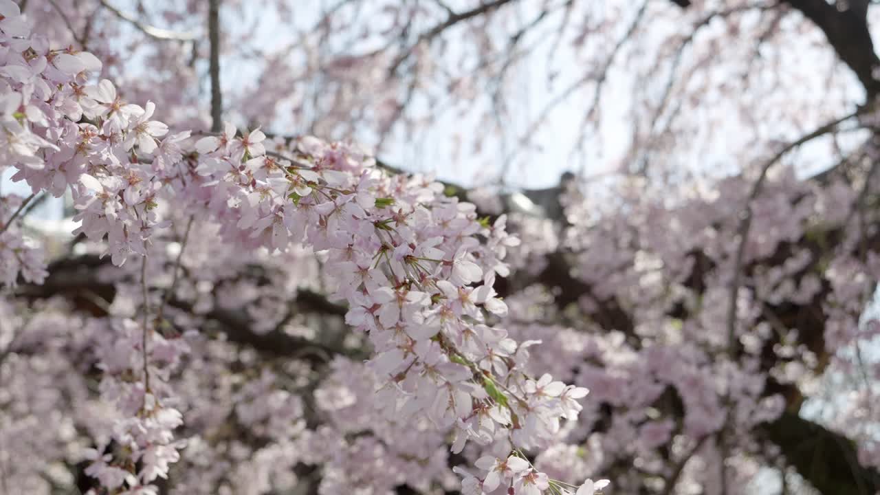 Close up over weeping Sakura twig in slow motion