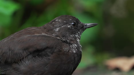 close-up of a brown dipper  resting, green background