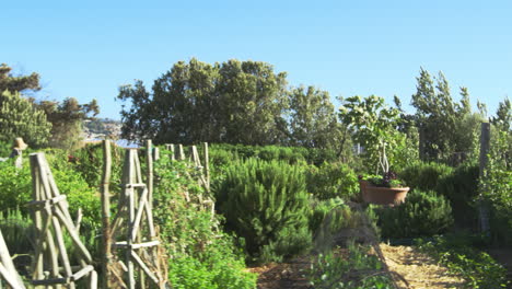 fresh produce being grown on community allotment