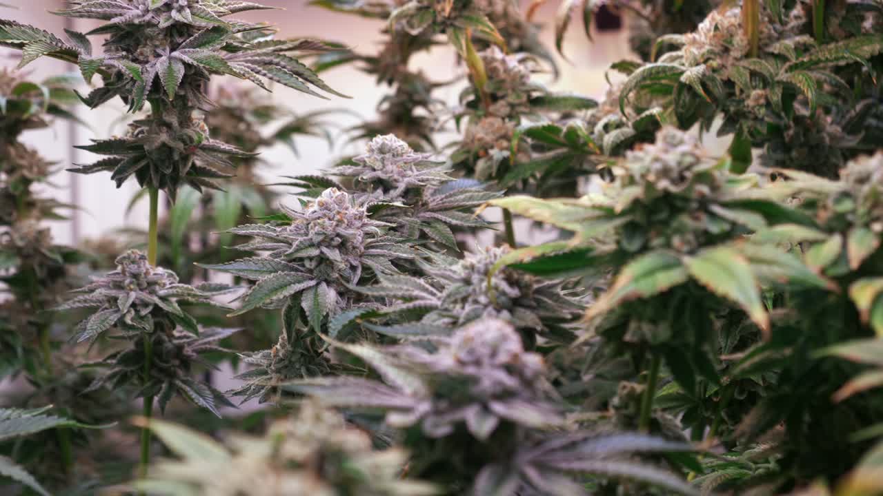 개화 단계에서 성장 텐트에서 자라는 대마초 식물의 샷