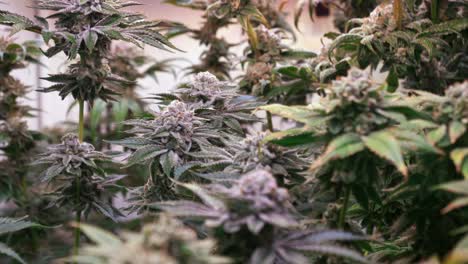 shot of a cannabis plants growing in a grow tent during flowering stage