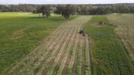 aerial flyover showing tractor cutting grass of agricultural field in margaret river, western australia