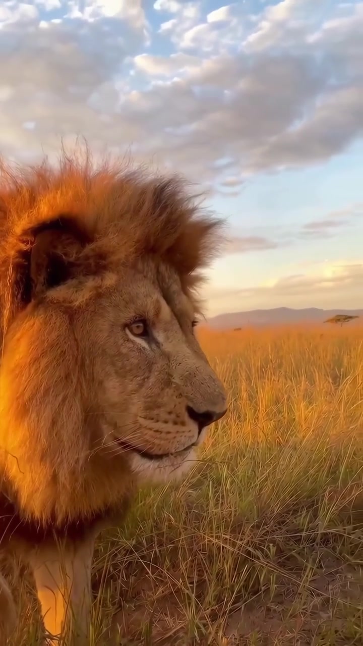 Majestátní lev v africké savaně za zlaté hodiny
