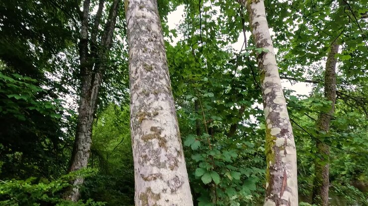 Albero con licheni in una lussureggiante cornice forestale