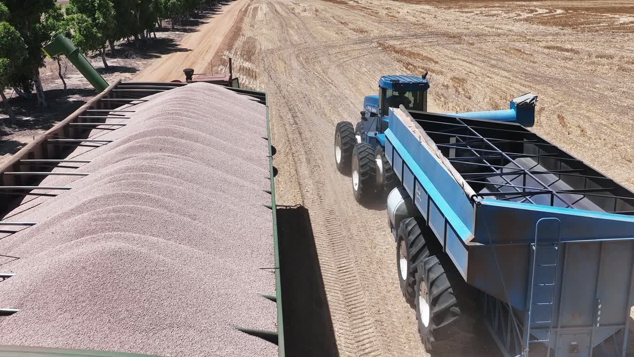 explorar la maquinaria de vanguardia y la precisión en acción durante una operación de cosecha de lupino a gran escala