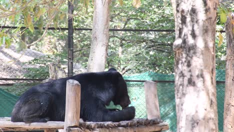 close-up shot of asian black bear eating fruit on the tree bench