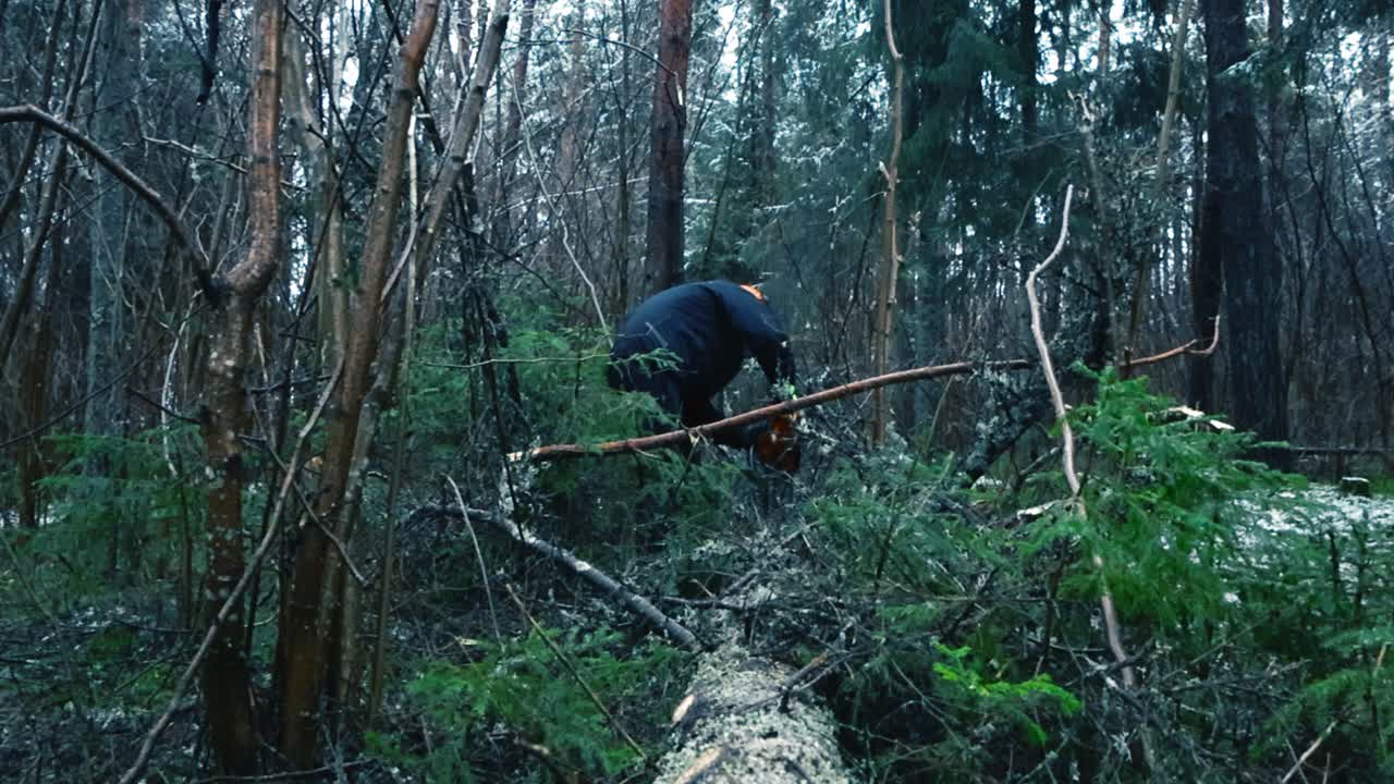 Lumberjack or a person cutting a large fallen tree with a chainsaw in a winter cloudy forest in slow motion. The diverse person has protective gear like a helmet, vision protection and gloves on
