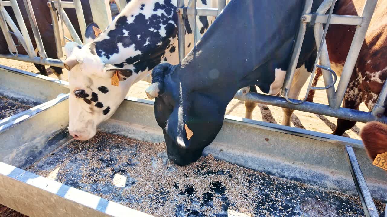 Close-up of dairy cows eating grain from trough in modern farm barn, livestock feeding for milk and food production, agriculture industry